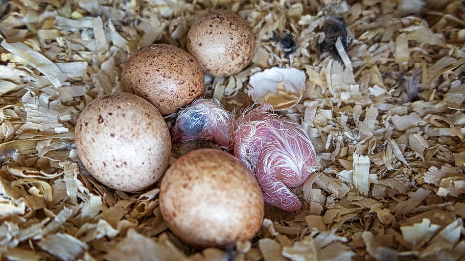 HD wallpaper: american kestrel, eggs, chick, nest box, birds, food, food  and drink | Wallpaper Flare