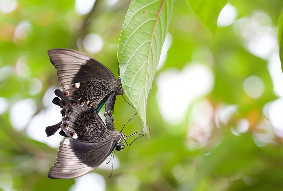 insect, green, butterfly, animal, animal themes, animal wildlife HD wallpaper