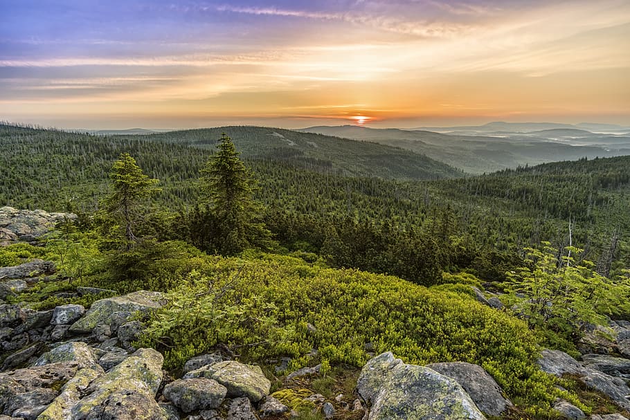 green trees field under sunset, nature, landscape, lusen, flora HD wallpaper