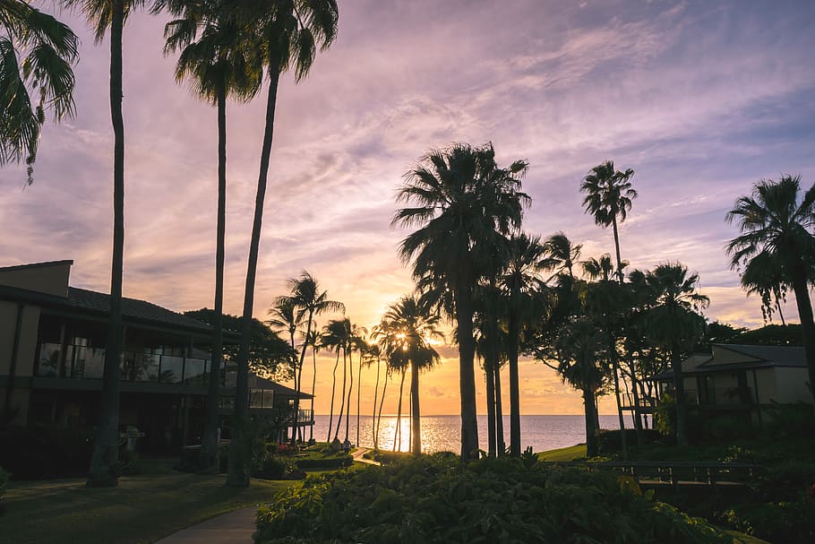 united states, wailea-makena, sunset, beach, trees, hawaii, HD wallpaper