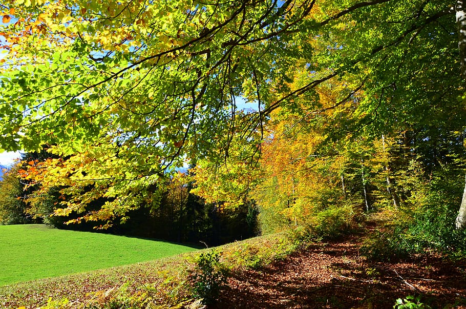autumn, trees, forest, nature, leaves, mood, plant, beauty in nature HD wallpaper