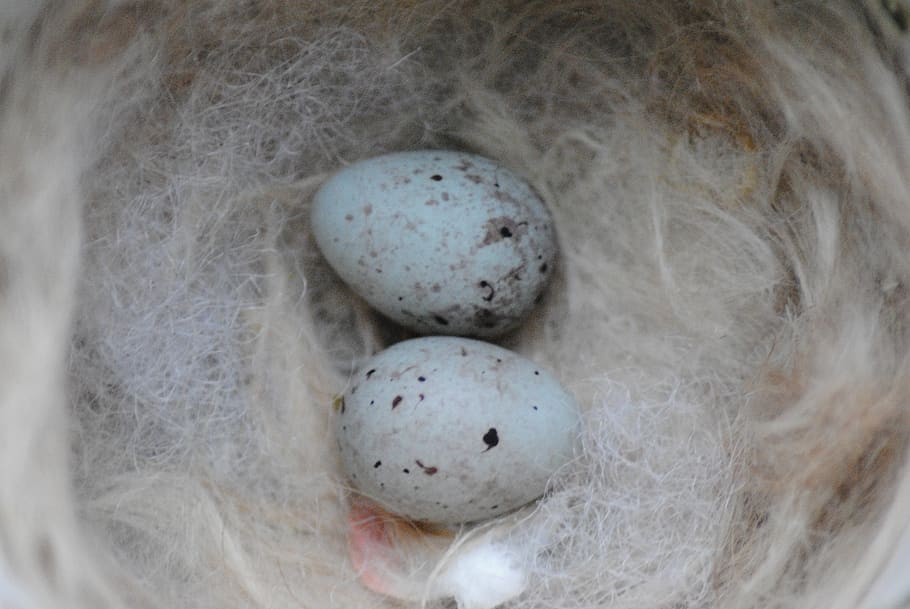 nest, canary, eggs, blue, fluff, animal egg, close-up, easter HD wallpaper