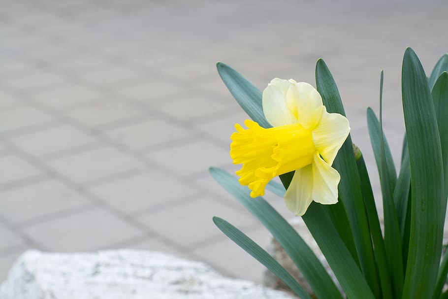 narcissus, yellow, spring, easter, nature, flower, garden, blossom HD wallpaper