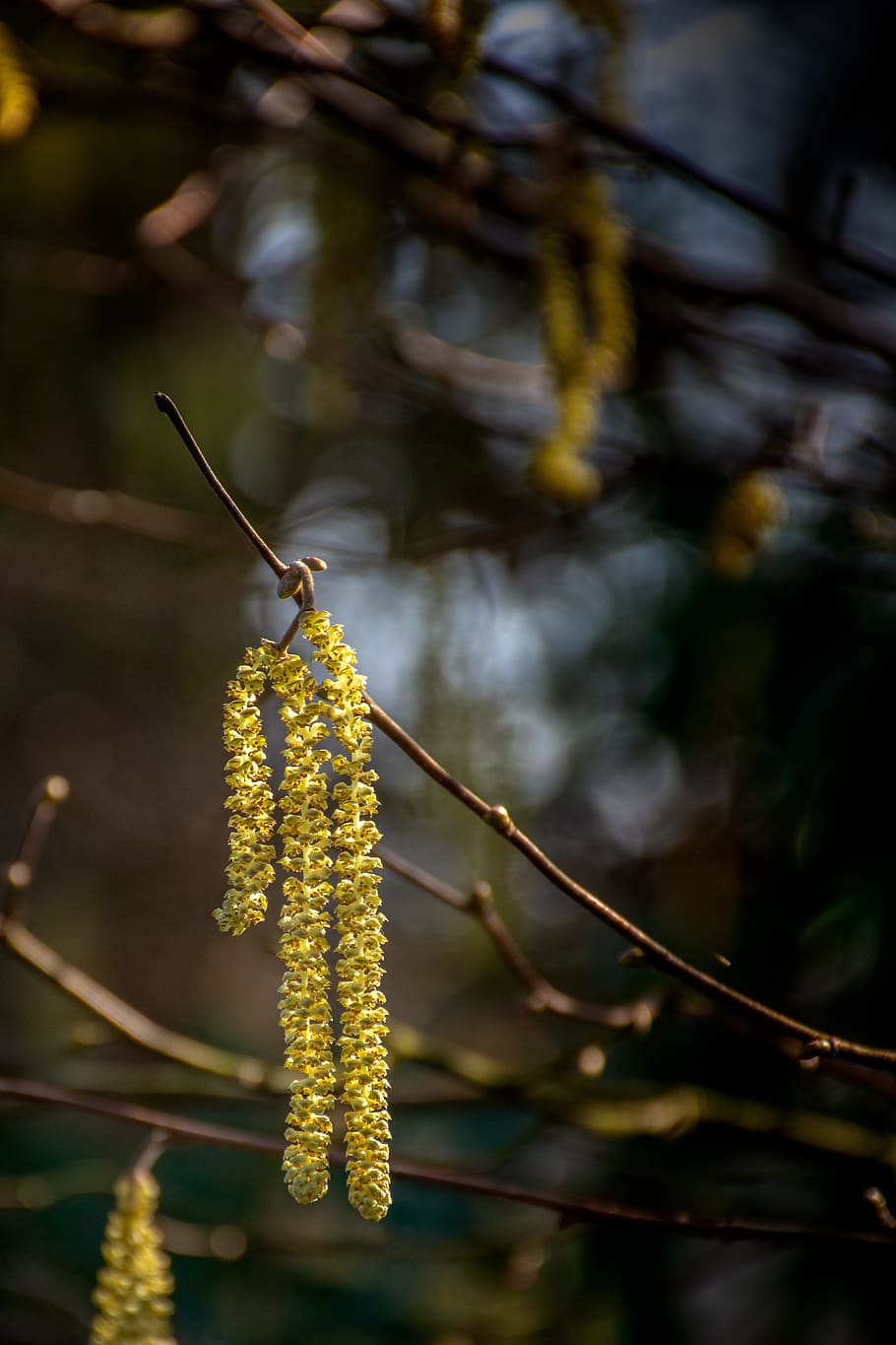 nature, tree, blossom, landscape, vote, focus on foreground HD wallpaper