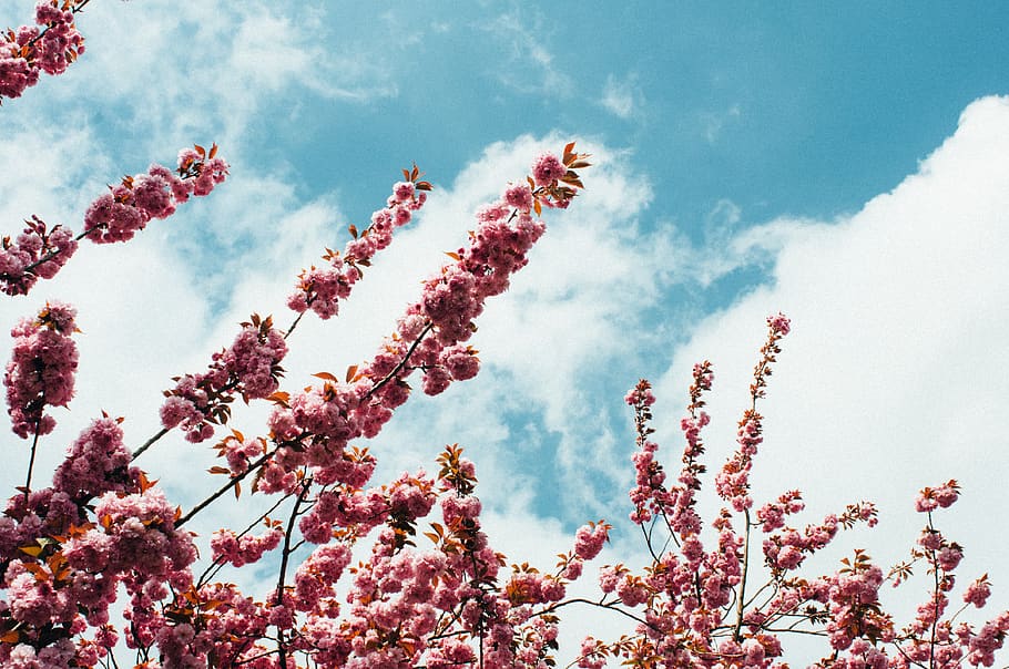 cherry blossom tree, sky, cloud - sky, plant, beauty in nature HD wallpaper