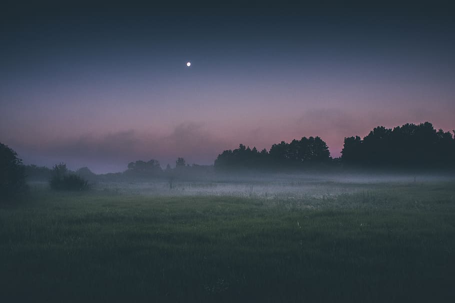 belarus, babruysk, field, fog, nature, trees, berezina, early morning, HD wallpaper