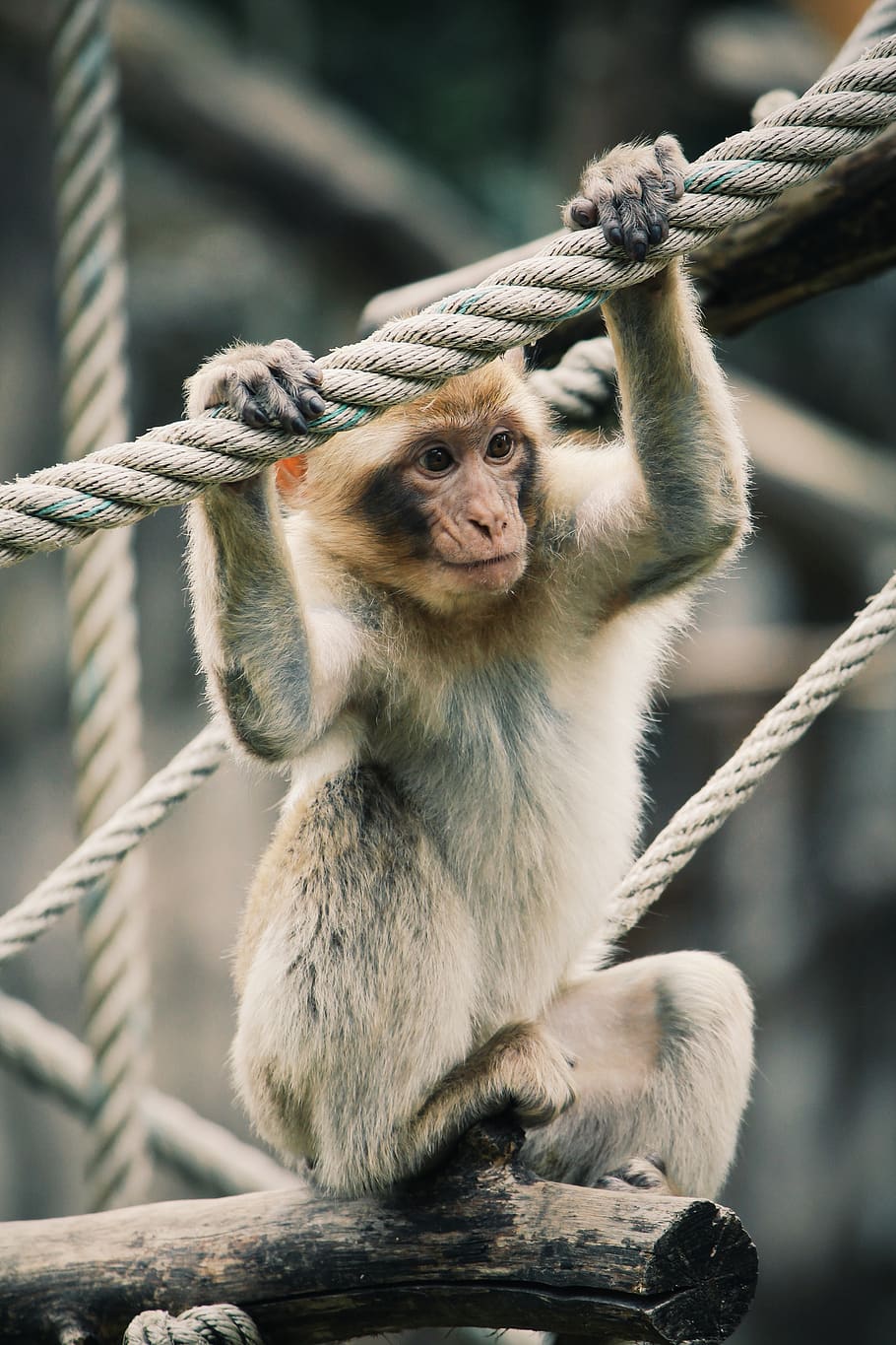 climbing, brown, rope, monkey, macaque, barbary macaque, primate HD wallpaper