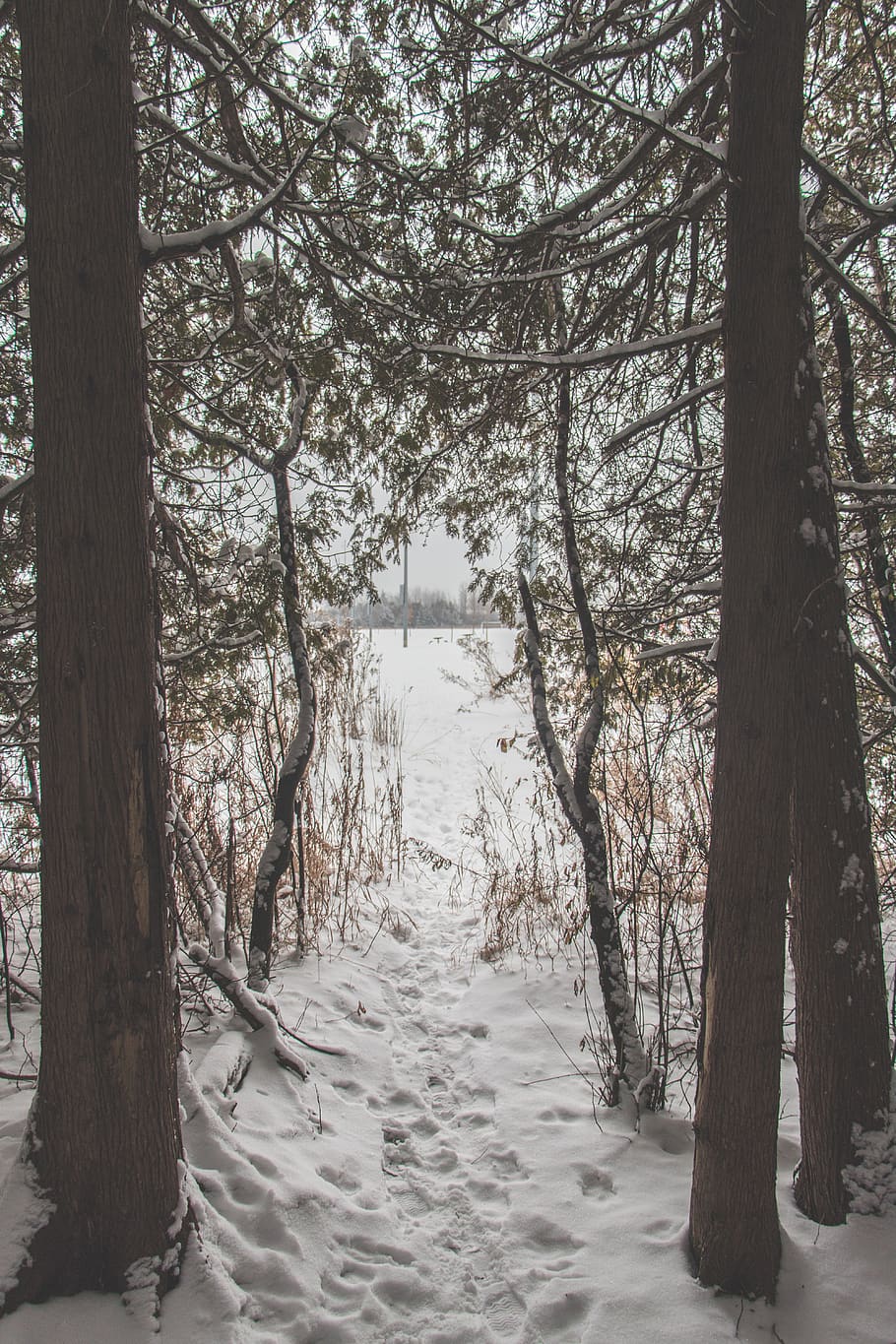 canada, uxbridge, forest, white, green, snow, ice, tree, wild HD wallpaper