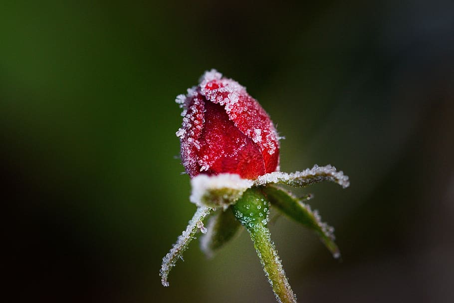 rose, flower, red, winter, frost, icing, close up, close-up HD wallpaper