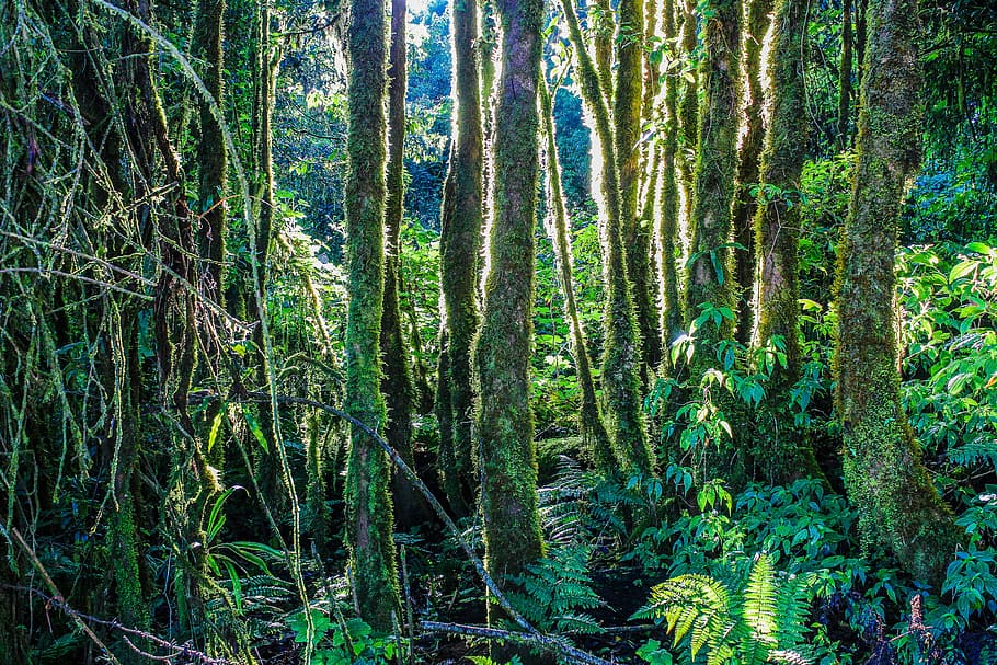 Forest Illustration, environment, green, growth, jungle, moss HD wallpaper