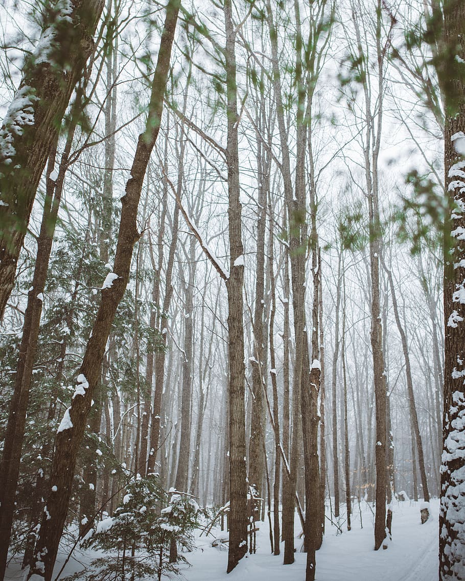 trees, forest, snow, hike, adventure, winter, plant, cold temperature HD wallpaper