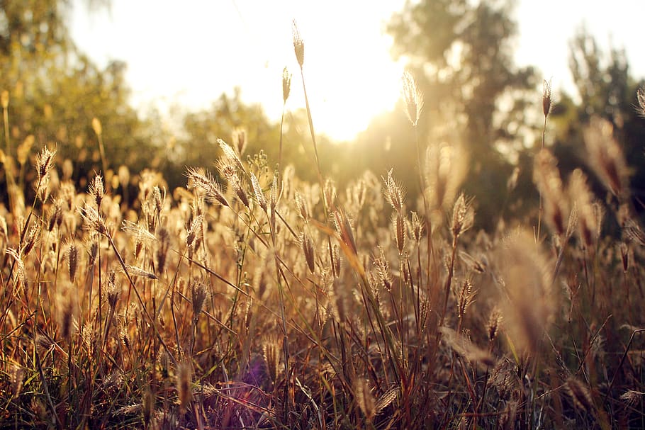china, beijing, grass, sunset, plant, field, growth, sky, land HD wallpaper