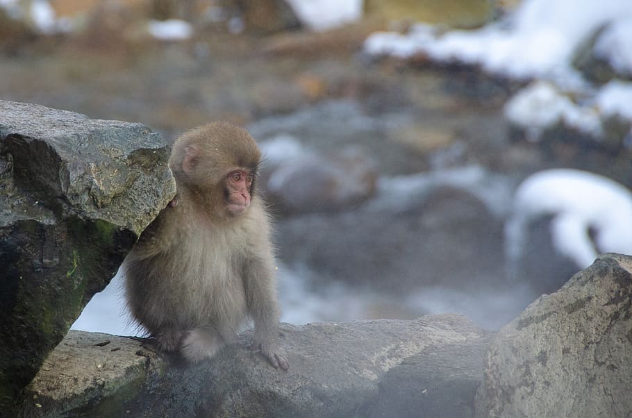 snow monkey, japanese macaque, winter, wildlife, primate, spa