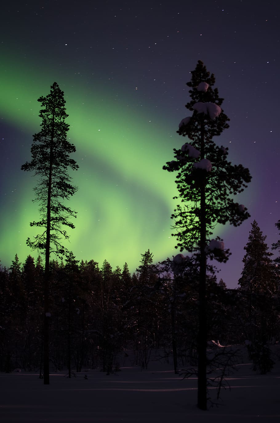 Northern light with pine trees at night, plant, sky, beauty in nature HD wallpaper