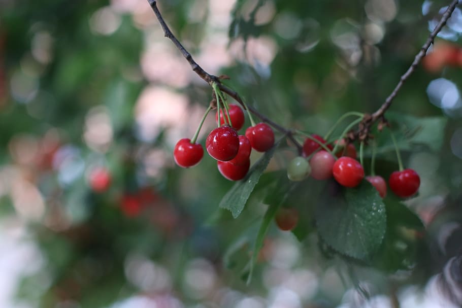 cherries, tree, summer, branch, colored, fruit, plant, green HD wallpaper
