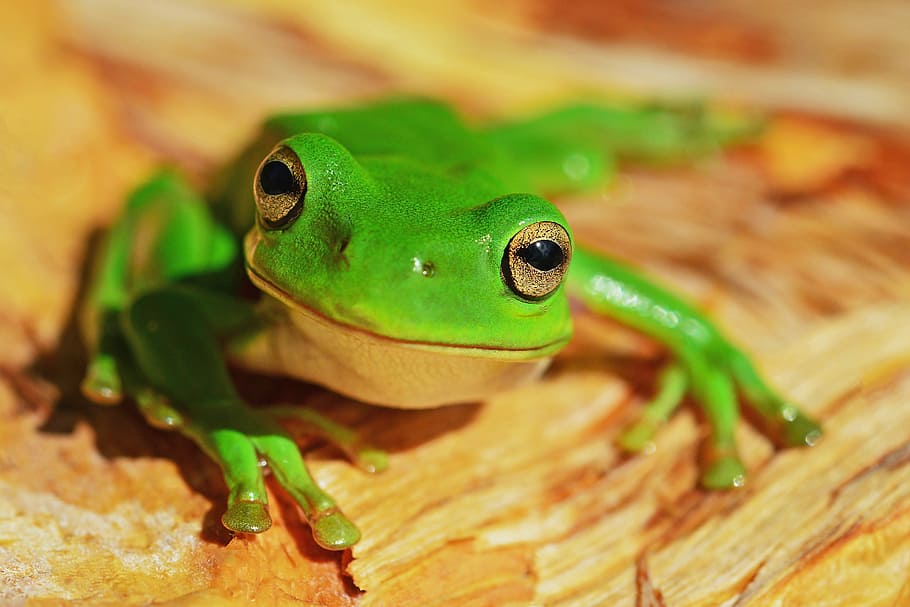 Green Frog, animalsNature, animal themes, animal wildlife, one animal HD wallpaper