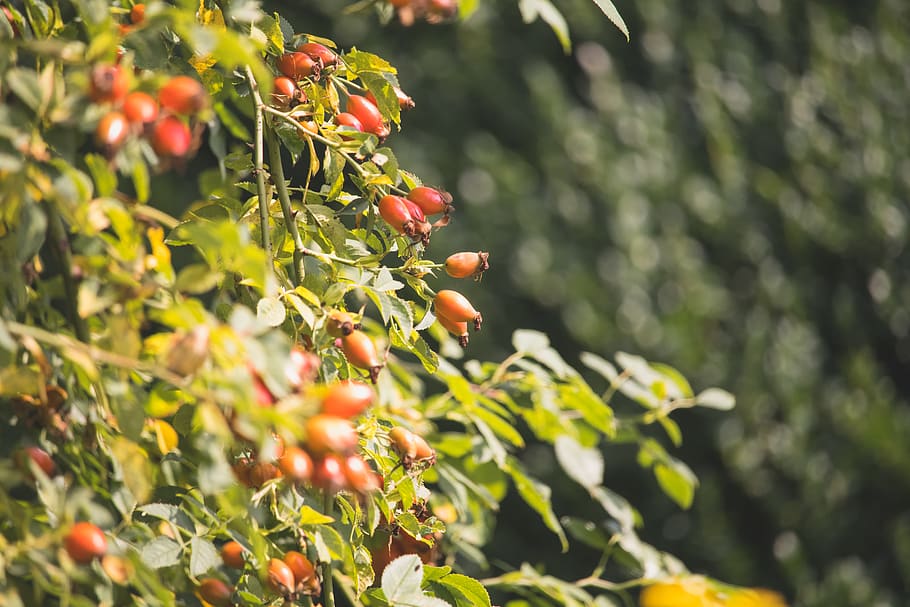 rose, rose hip, red, orange, plant, tree, bush, flower, food and drink HD wallpaper