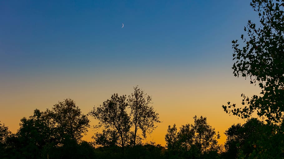 moon, sunset, garden, sky, light, atmosphere, twilight, dusk HD wallpaper