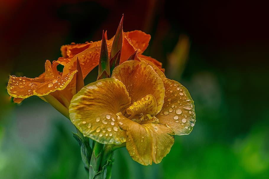 flower, bella, nature, romance, floral, petals, plant, flowering plant HD wallpaper