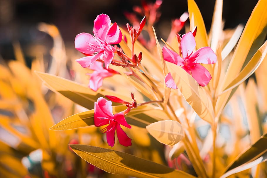 Tilt Shift Lens Photography Of Pink Petaled Flowers, bloom, blossom HD wallpaper