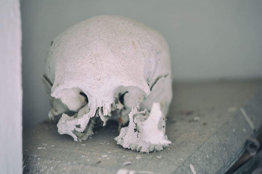 broken skull, nature, outdoors, snow, ice, cementery, death, animal HD wallpaper