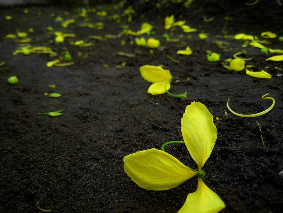 india, kodungallur, plant, growth, beauty in nature, leaf, vulnerability HD wallpaper