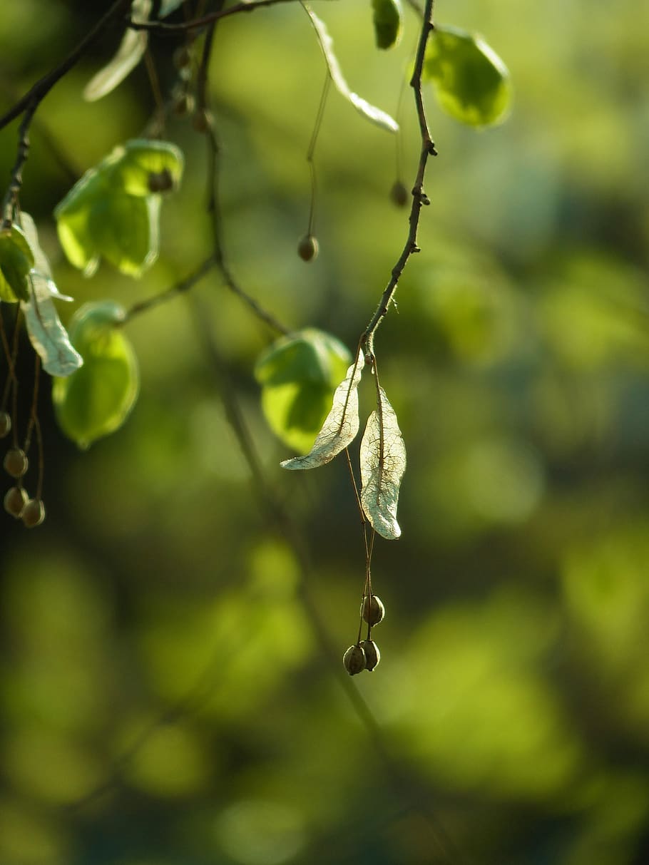 linden, spring, tree, nature, mood, plant, morning, flora, green HD wallpaper