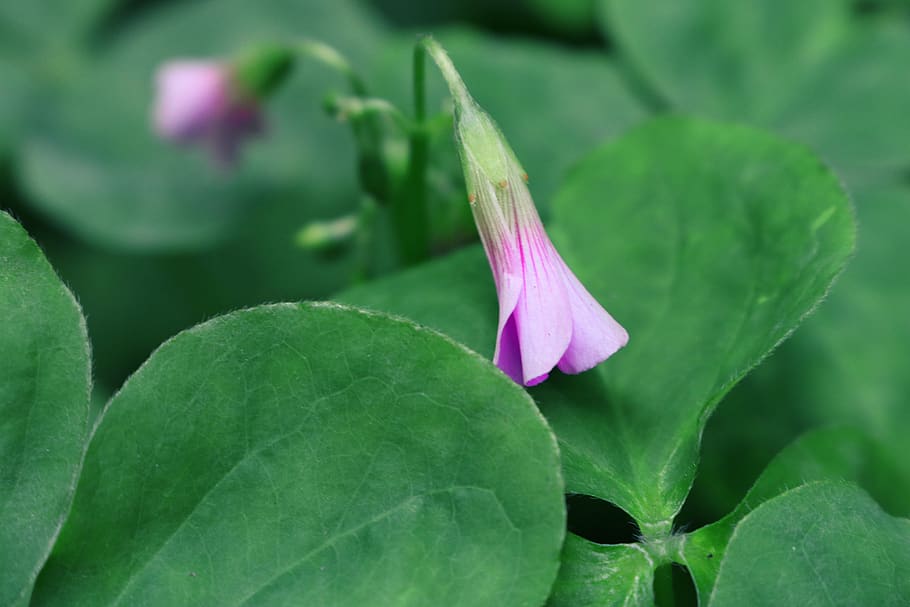 flower, green leaf, macro, natural, plant, romantic, plant part, HD wallpaper