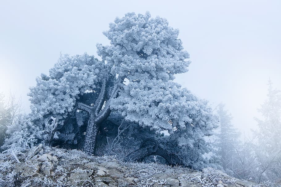 frost, fog, tree, pine, hoarfrost, cold, frozen, raufrost, ice HD wallpaper