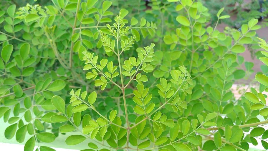 nature, tree, leaves, green, beauty in nature, plant part, leaf HD wallpaper