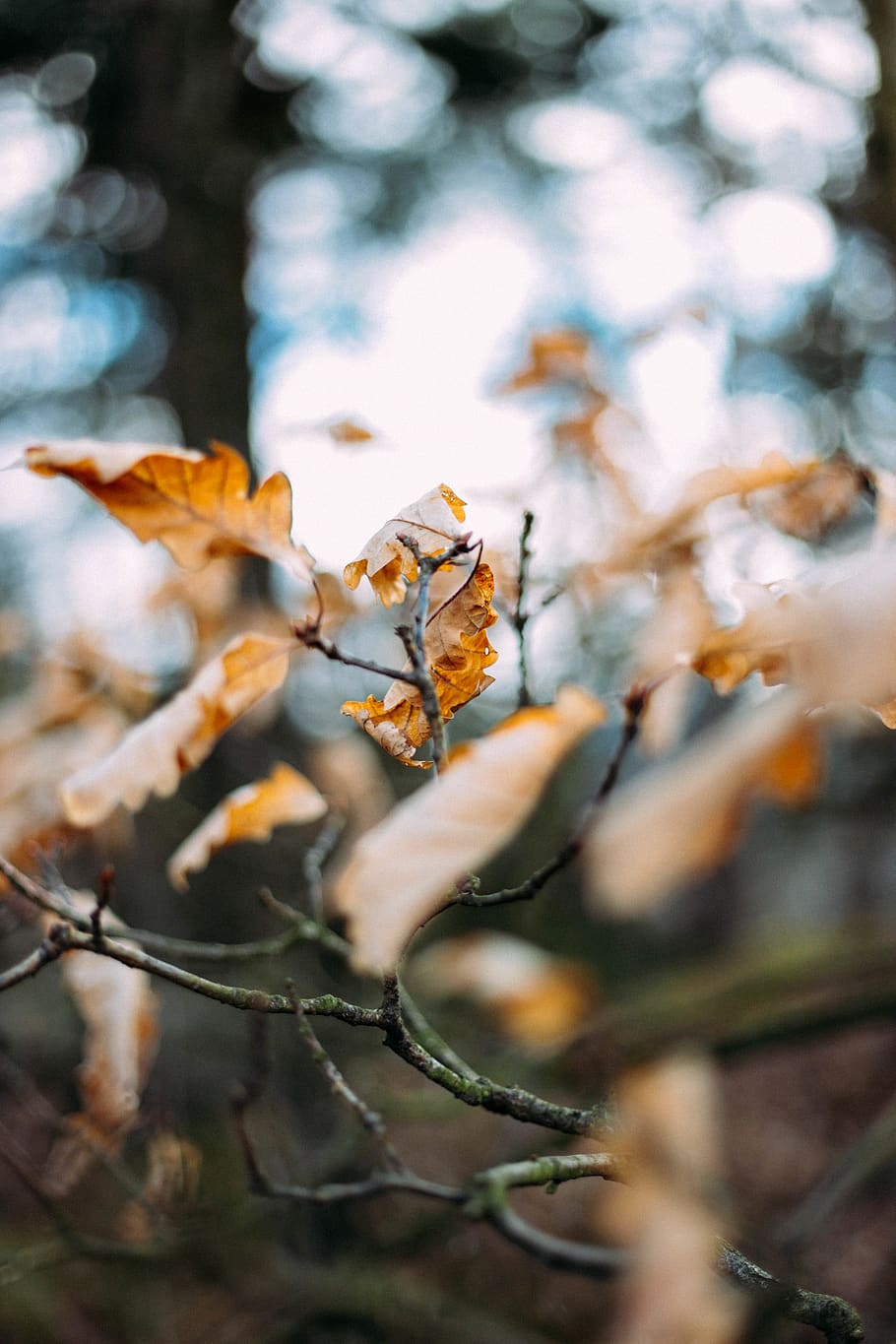 brown tree with leaf in selective focus photography, plant, nature HD wallpaper