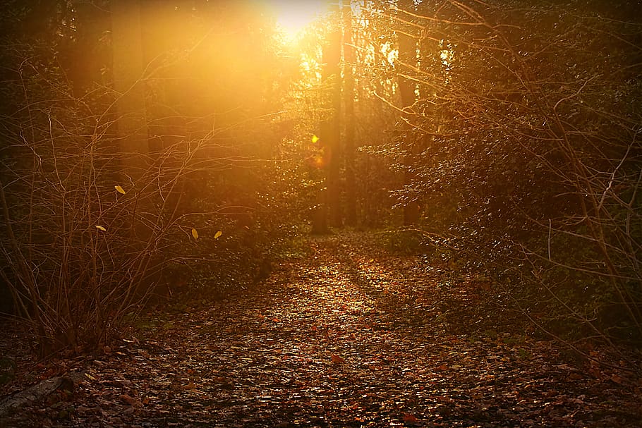 forest, park, path, sunlight, golden, scenic, tree, land, plant HD wallpaper