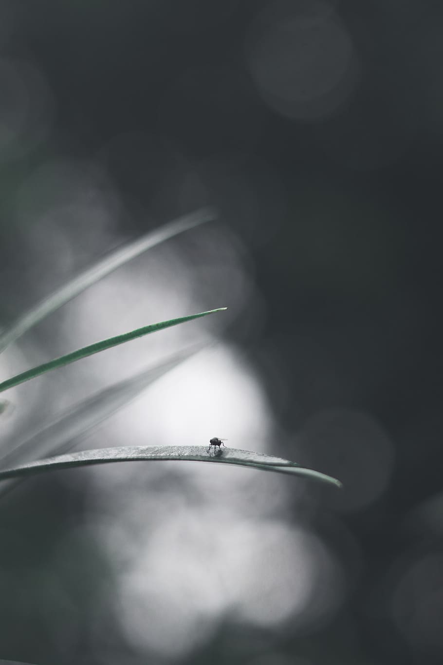 housefly on leaf, close-up, no people, plant, beauty in nature HD wallpaper