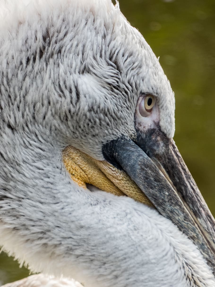 netherlands, rotterdam, blijdorp district, animal, vertebrate HD wallpaper