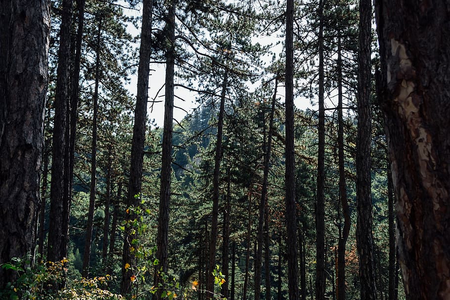 Trees during Day, branches, environment, foliage, forest, idyllic HD wallpaper