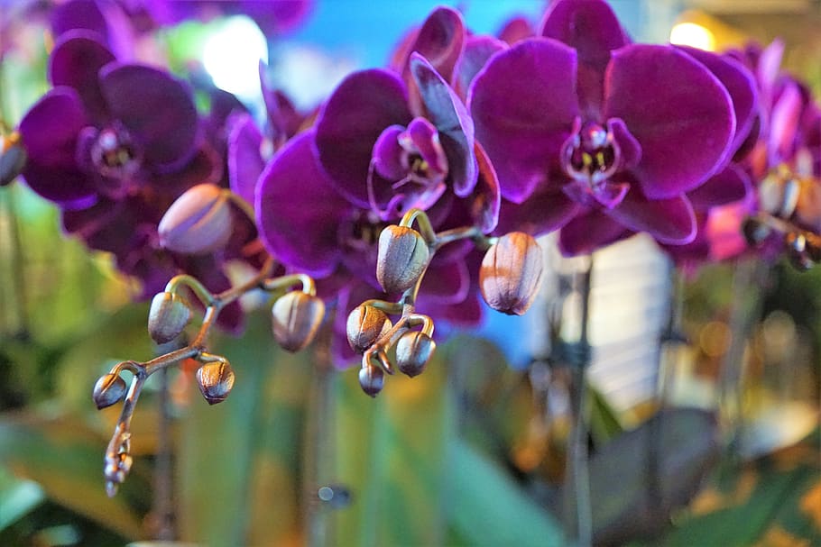 orchid, flower, purple, beauty, color, luxury, blossom, bloom, HD wallpaper