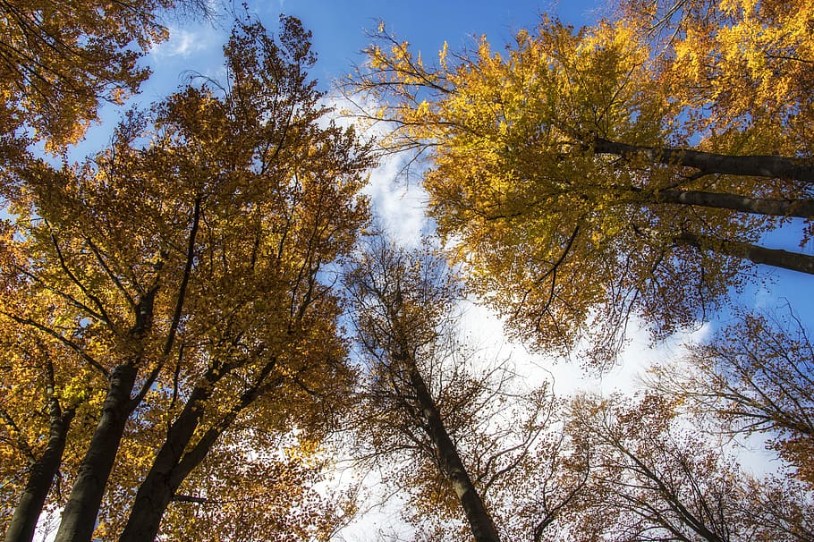 yellow tall trees, plant, conifer, tree trunk, abies, fir, sunlight HD wallpaper