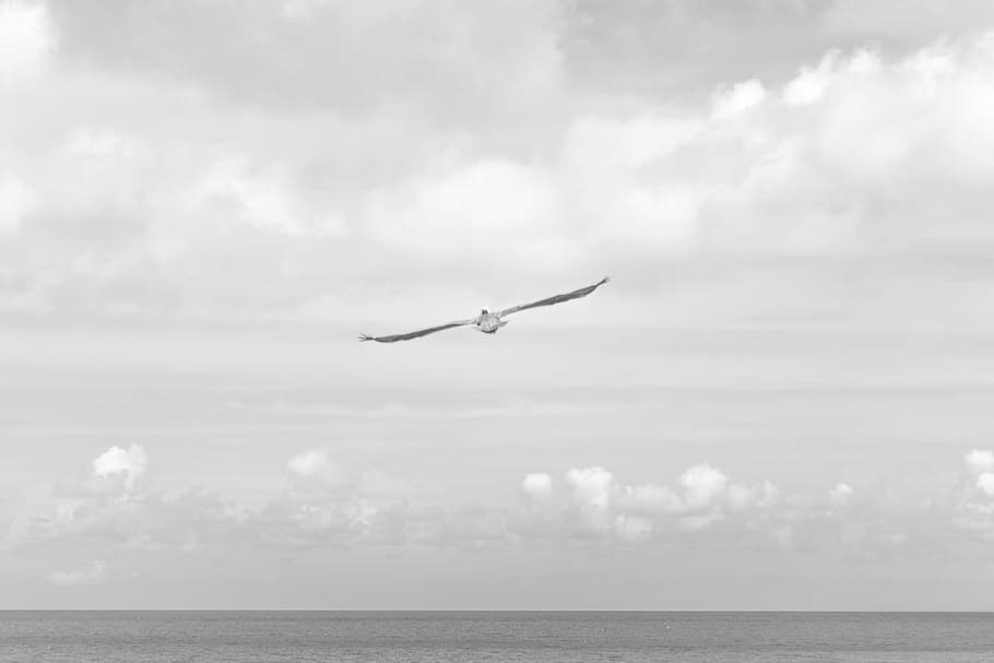 dom, bird, fly, flying, seagull, water, flow, ocean, sky, cloud HD wallpaper