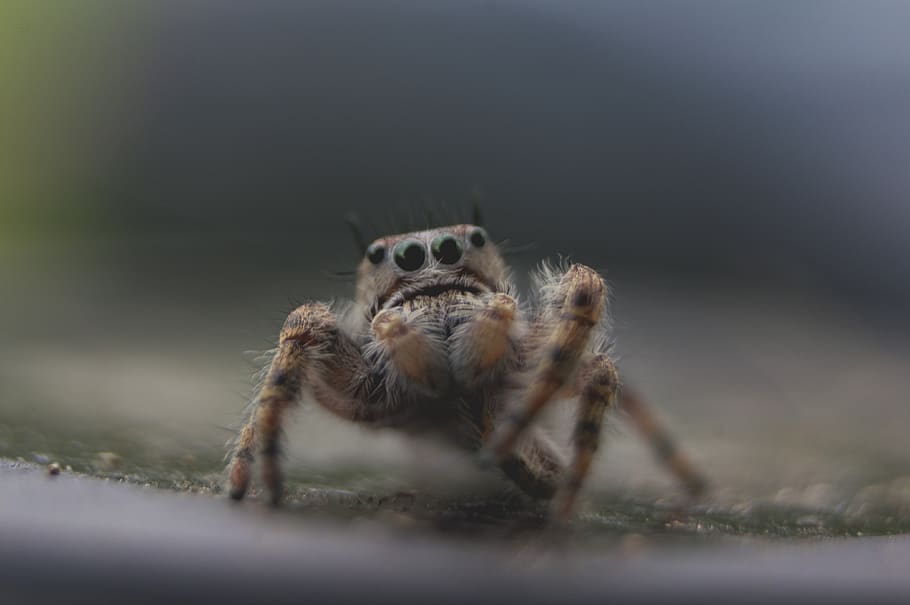 brown spider, animal themes, one animal, animal wildlife, animals in the wild HD wallpaper