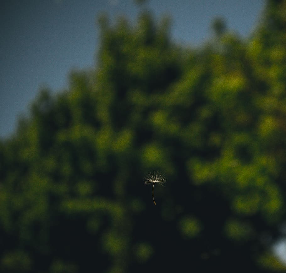 day, shine, light, tree, dark, macro, shadow, photo, photography HD wallpaper