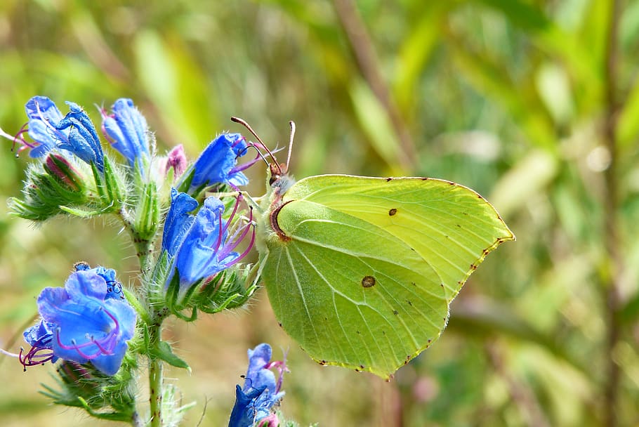 plant, flower, flowering plant, insect, close-up, beauty in nature HD wallpaper