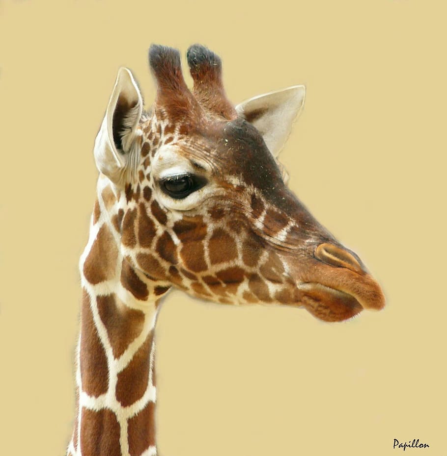 giraffe, animal, face, neck, animal themes, animal wildlife HD wallpaper
