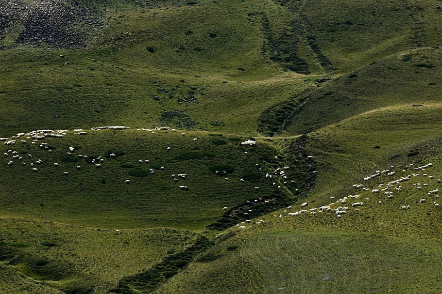 hill, sheep, tiny, landscapes, greens, green color, scenics - nature HD wallpaper