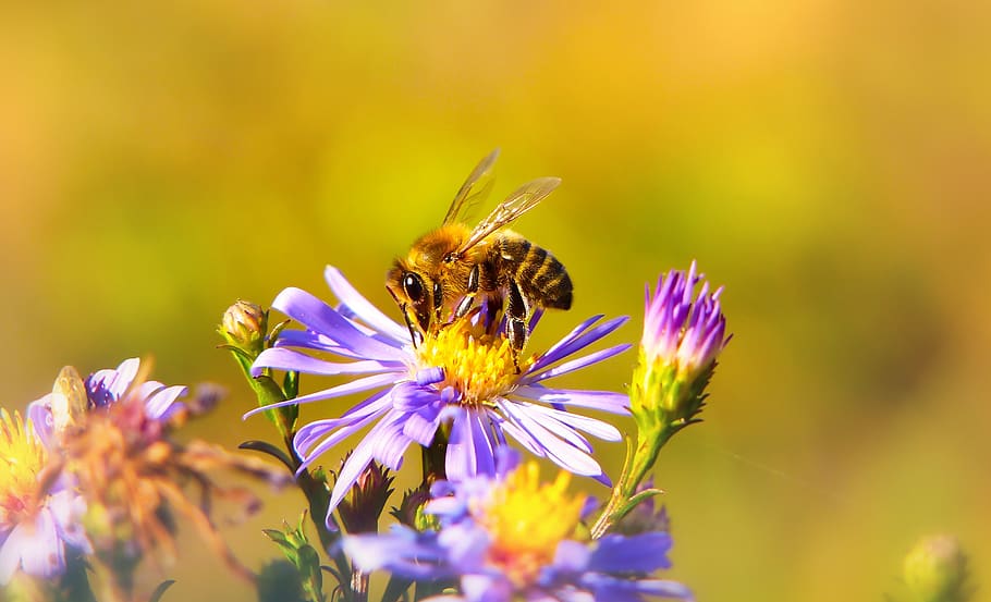 bee miodna, insect, flower, apiformes, animals, nature, at the court of HD wallpaper