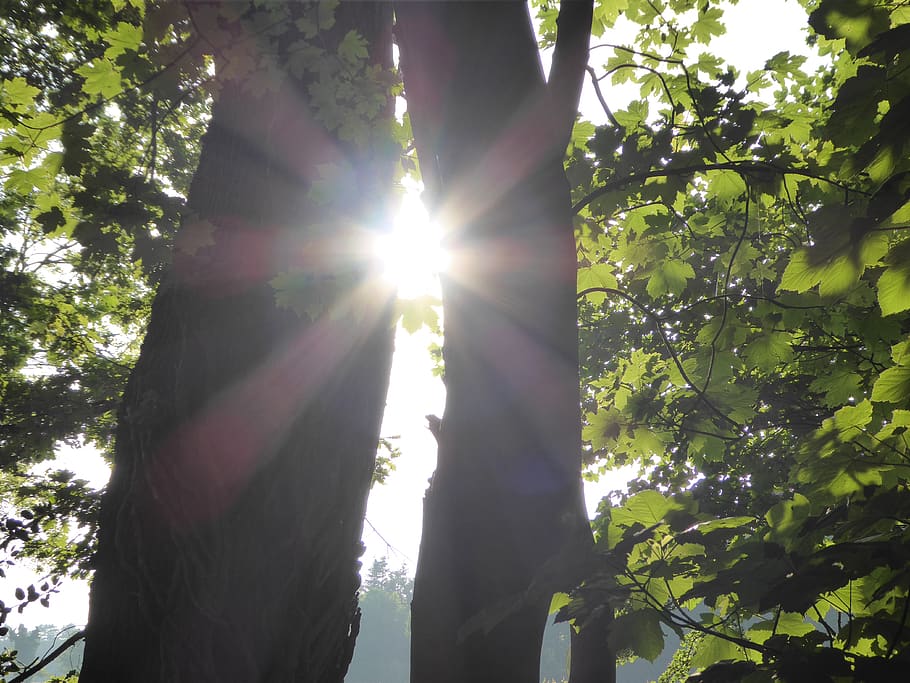 forest, tree, sun, sunlight, sunray, sunrise, summer, green HD wallpaper