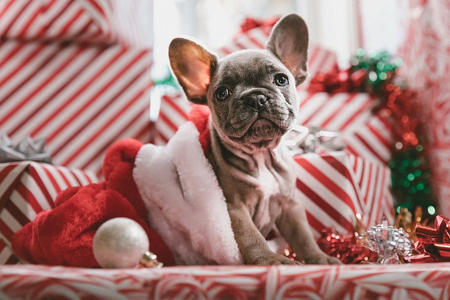 brindle French bulldog puppy in Santa hat, pets, domestic, one animal, HD wallpaper
