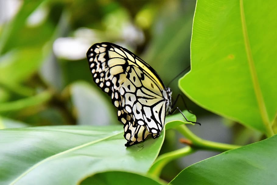 butterfly, insect, wing, nature, close up, flying, flight insect HD wallpaper