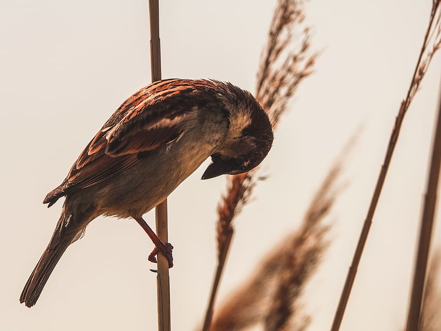 bird, sparrow, light, sunset, animal, macro, close up, feathers HD wallpaper