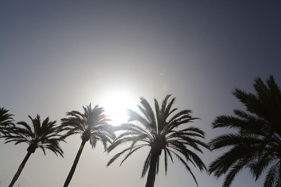 sky, palm tree, plant, tropical climate, beauty in nature, growth HD wallpaper