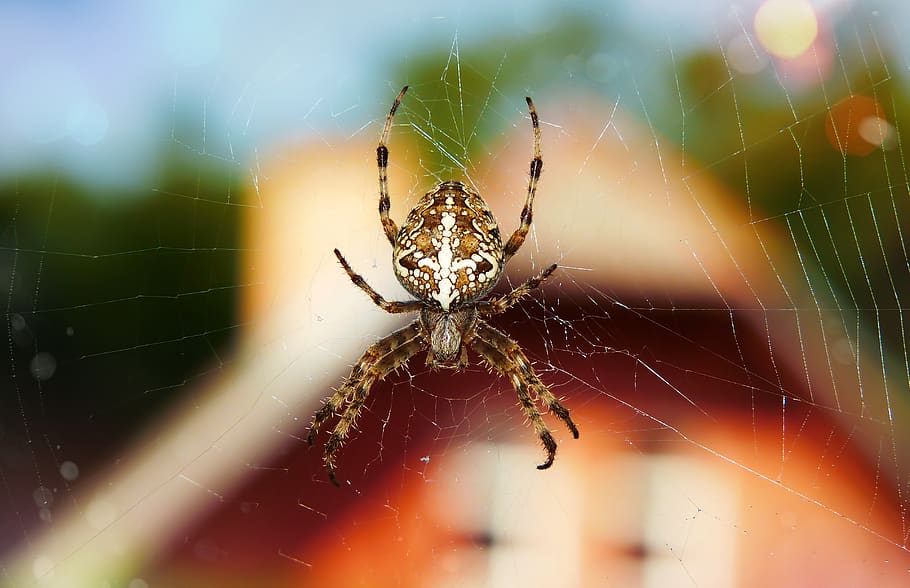closeup photography of spider on web, animal, arachnid, invertebrate, HD wallpaper